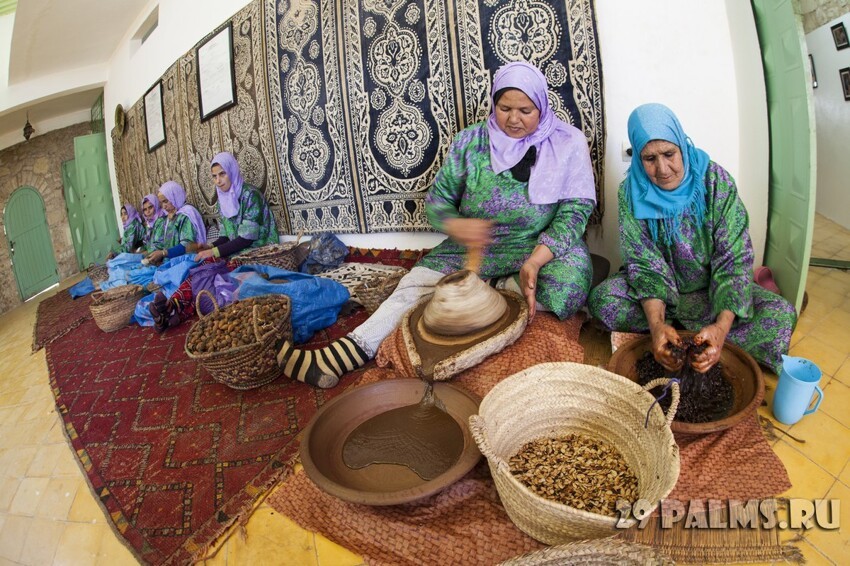 Марокко. Агадир - Эс-Сувейра. Козы на деревьях