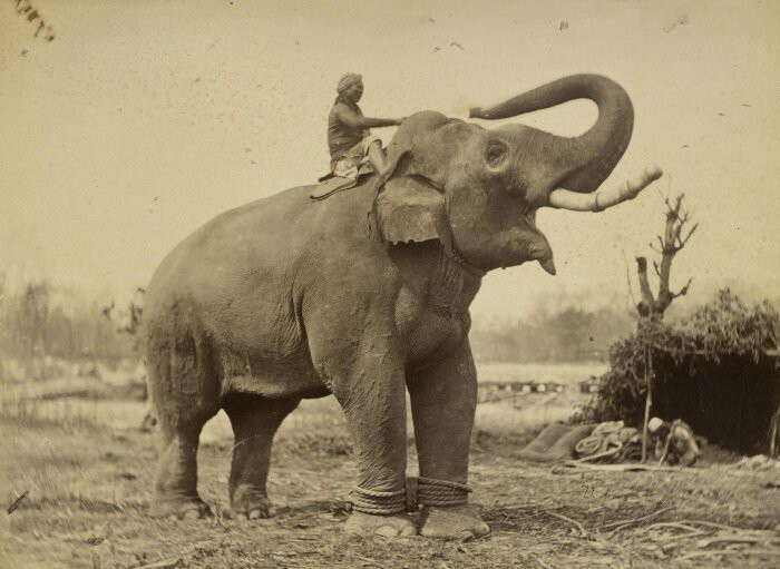 Самый большой боевой слон махараджи Юнга Бахадура Рана. Британская империя, Индия. 1875 год.