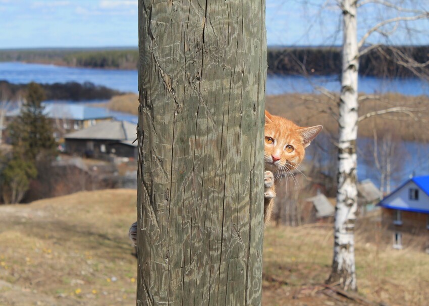 Puss in Boots