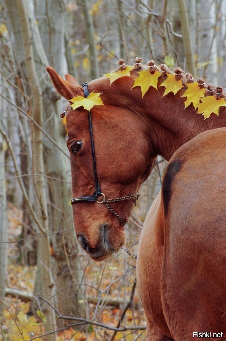 Из солянки