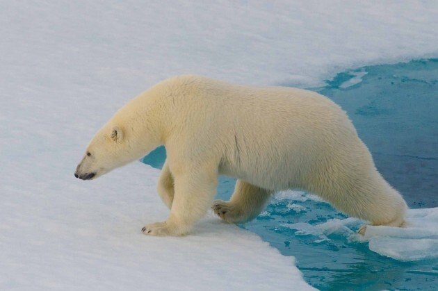8. Белых медведей практически невозможно обнаружить с помощью тепловизора.