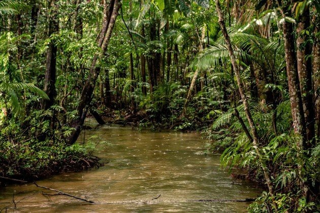 3. 20% кислорода образуется в тропических лесах Амазонии.