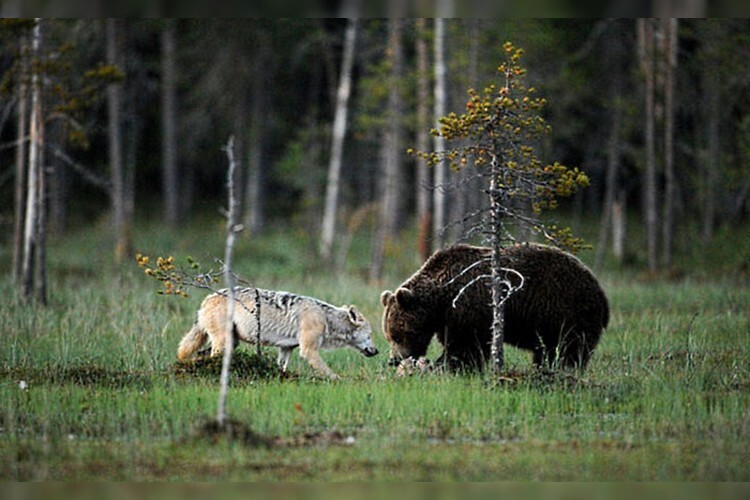  Волк и медведь