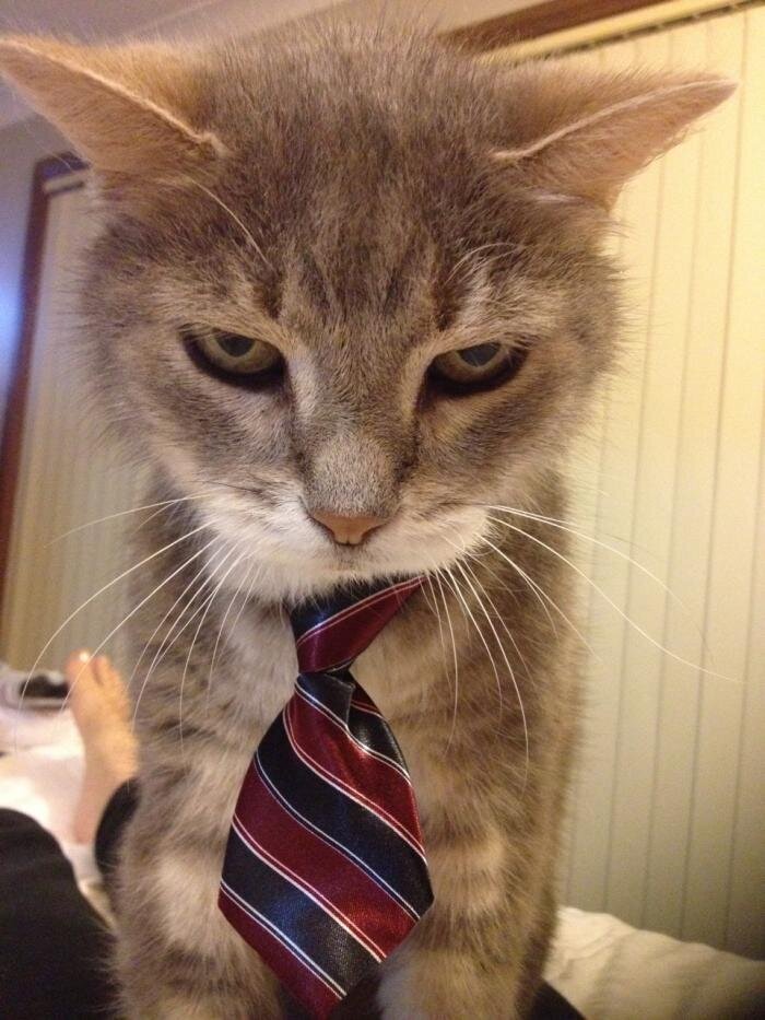 Кот в галстуке 