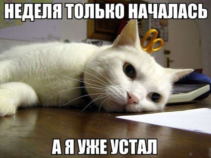 Выходной хочу выходной!!!