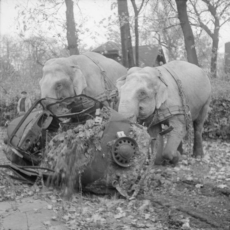 5. Цирковые слоны Кири и Мэни участвуют в уборке мусора с улиц разбомбленного Гамбурга. Германия, ноябрь 1945 года.