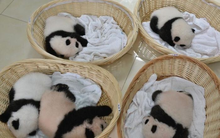 Китайский заповедник панд перевыполнил план рождаемости