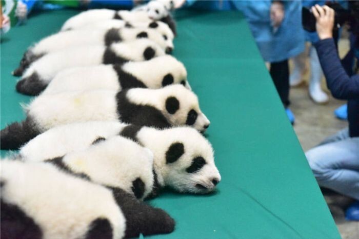 Китайский заповедник панд перевыполнил план рождаемости
