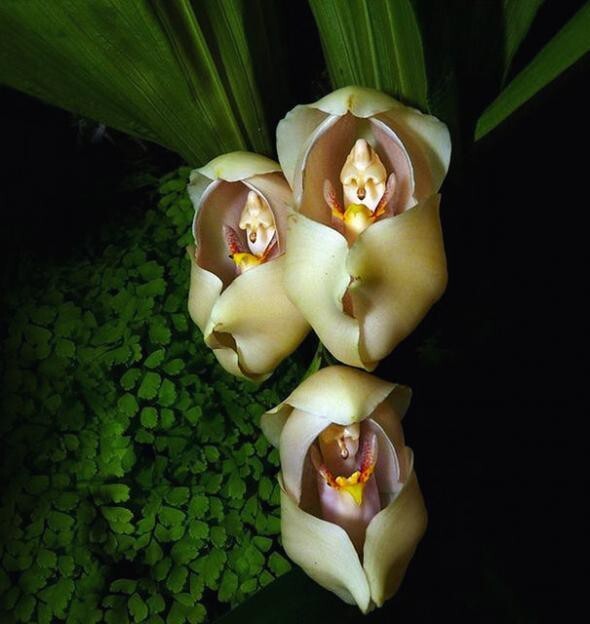 Дети в пелёнках- Anguloa Uniflora