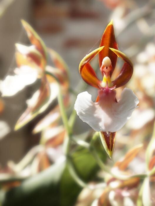 Орхидея, которая выглядит как балерина