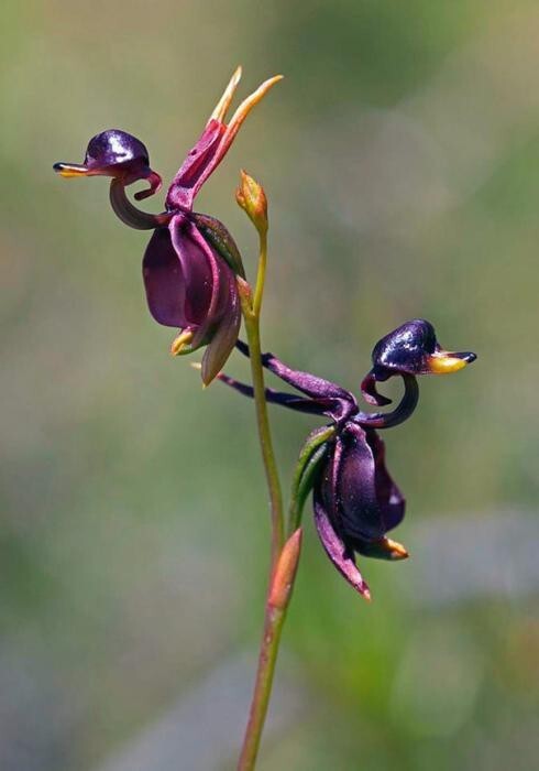 Орхидея «Летящая уточка» — Caleana Major