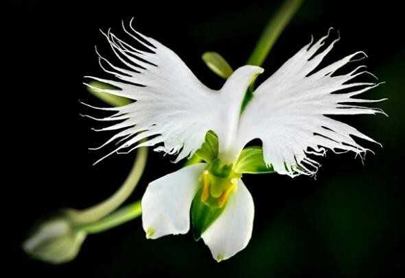 Орхидея «Большая белая цапля» — Habenaria Radiata
