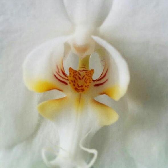Орхидея, которая выглядит как тигр