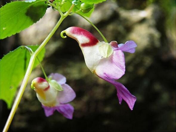 Цветок-попугай — Impatiens Psittacina