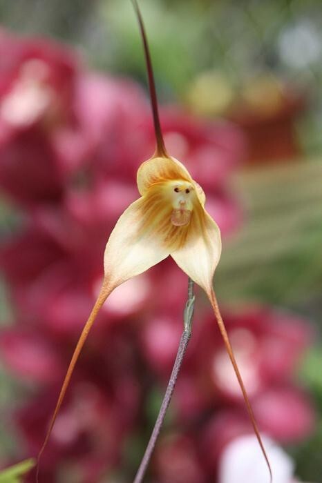 Орхидея «Обезьянья мордочка» — Dracula Simia
