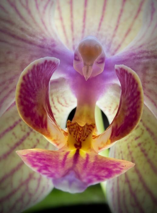Орхидея «Мотылек» — Phalaenopsis