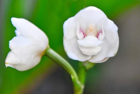 Орхидея «Голубь, или Святой дух» — Peristeria Elata