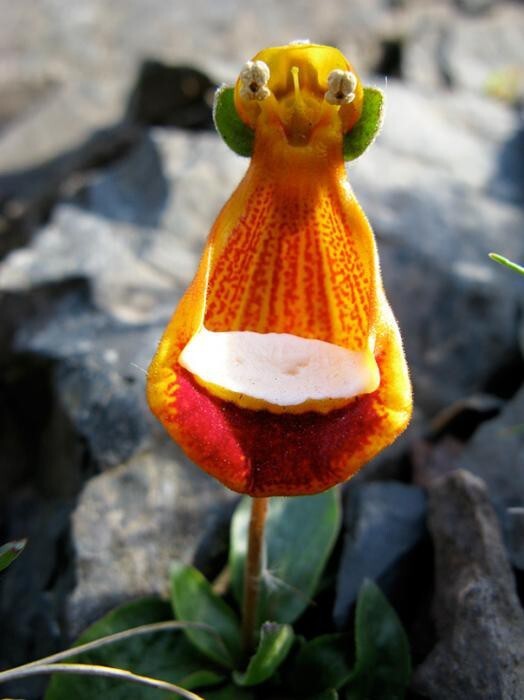 Счастливый инопланетянин — Calceolaria Uniflora