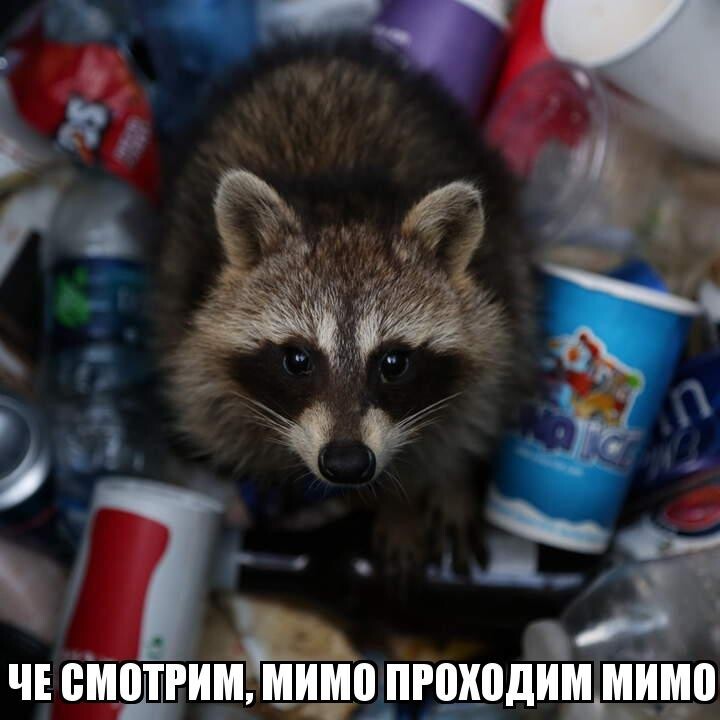 Из солянки