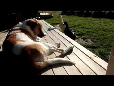 Утки тролли  