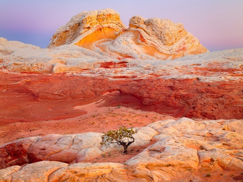 12. Одинокое дерево на фоне горных массивов в северной части штата Аризона.