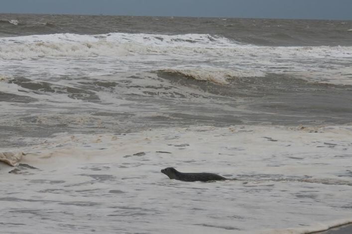 Это последнее фото спасённого тюленя, которому дали имя Праздник (Celebration). Последний взгляд на море, прежде чем окончательно вернуться домой