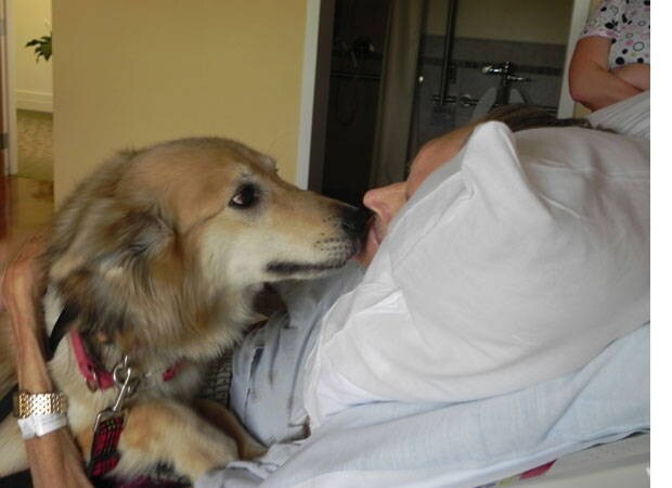 Встреча пса со своим хозяином получилась чрезвычайно трогательной. Юрт буквально расцеловал Кевина, облизав тому всё лицо.