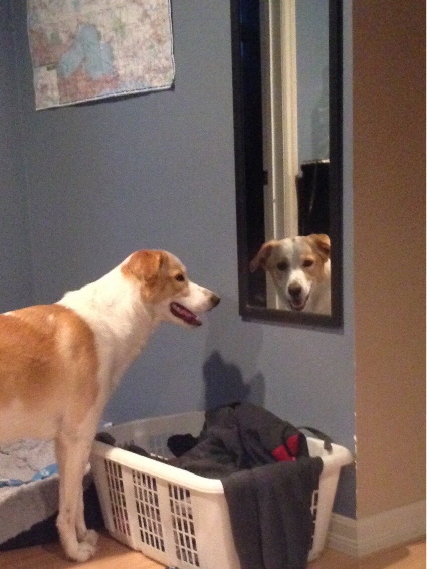 Любит смотреть сквозь зеркало