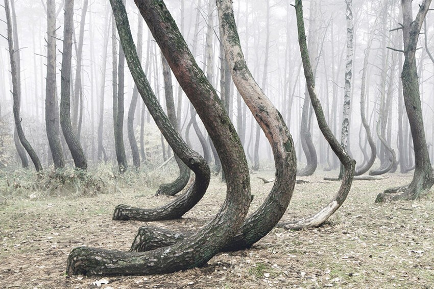 Кривой лес: В Польше есть таинственная роща, где растут 400 странно изогнутых сосен