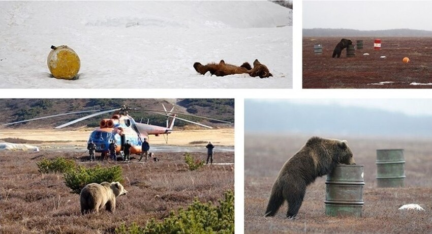 5. Медведи в России нюхают реактивное топливо. 