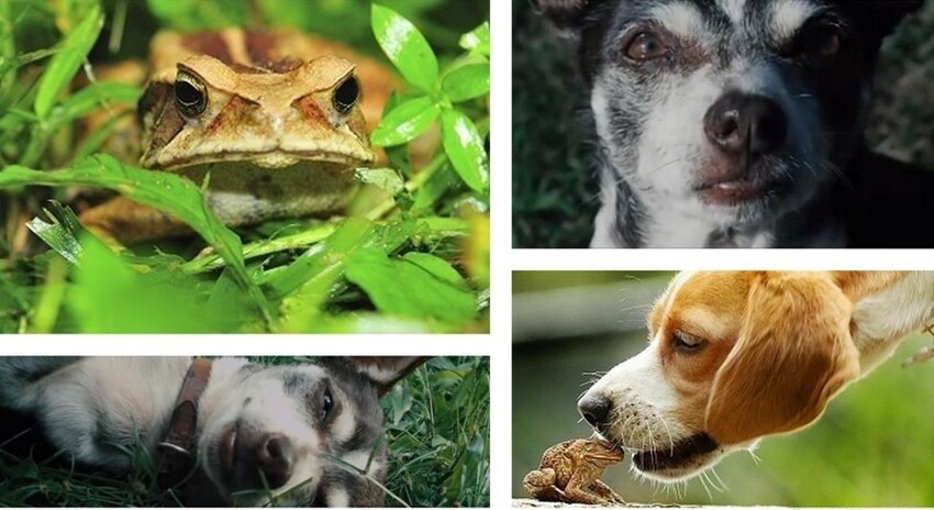 3. Собаки в Австралии кайфуют от пота жаб.