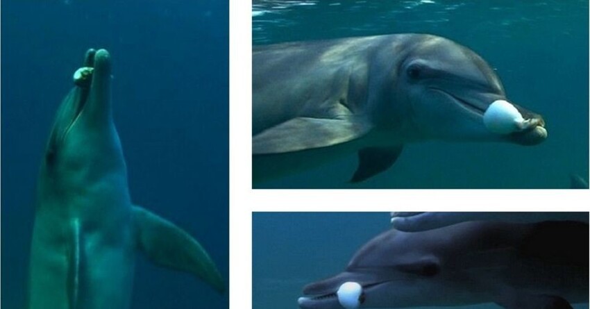 1. Дельфины плавают с рыбой фугу в зубах, как с косяком. 
