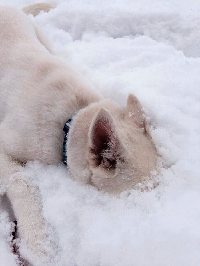 Животные, которые видят снег впервые в жизни. Эти волшебные фото подарят тебе зимнее настроение! 