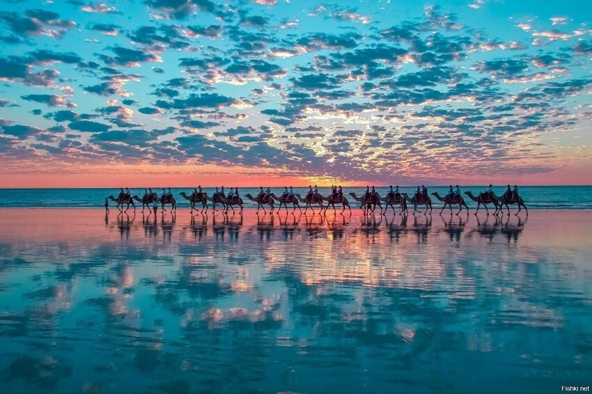 Верблюды на побережье Австралии