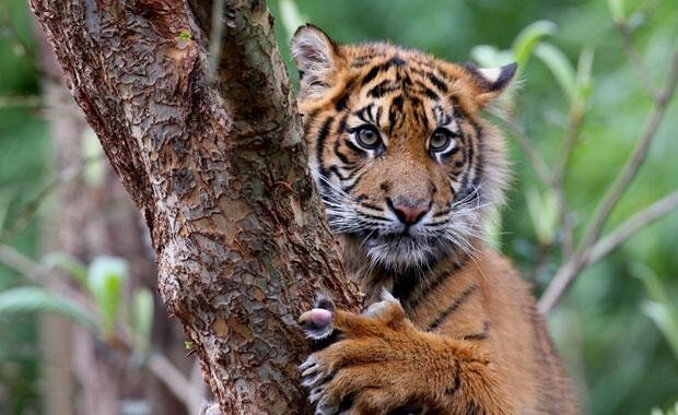 16. Суматранский тигр