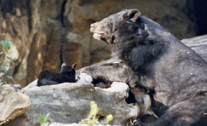 Никто до сих пор не знает, откуда пришла Muschi и почему она так прикипела к медведю, но их невероятная дружба неоспорима