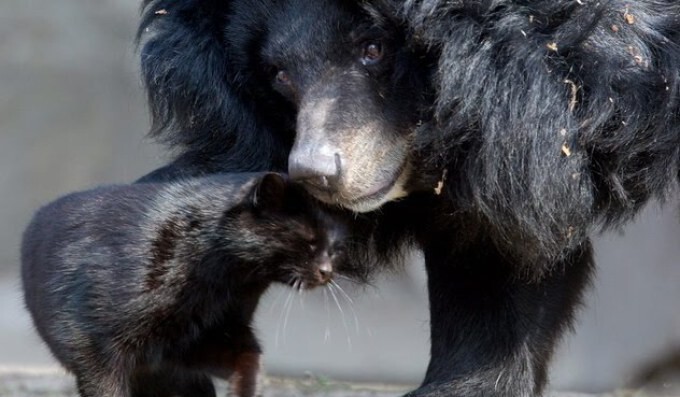 В 2000 году работники Берлинского зоопарка заметили, что около медвежьего вольера стала частенько появляться домашняя кошка
