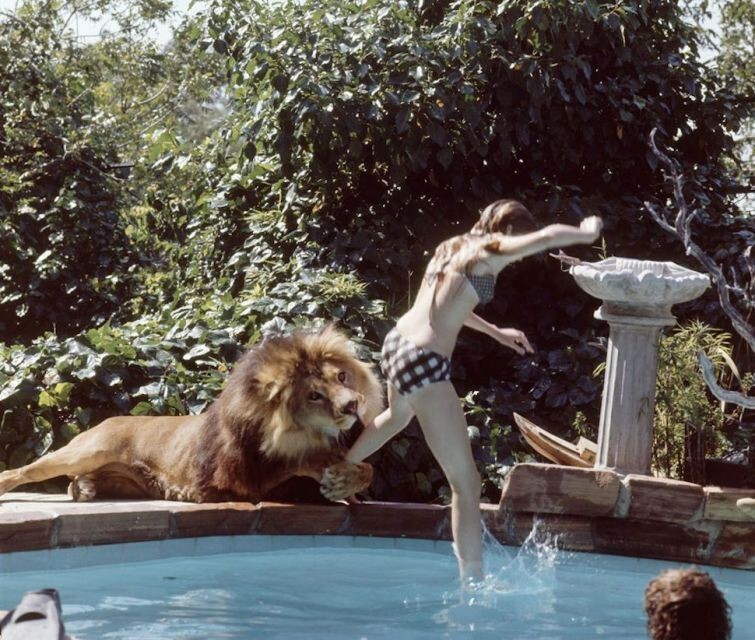 Мелани Гриффит и ее домашний лев, 1971 год