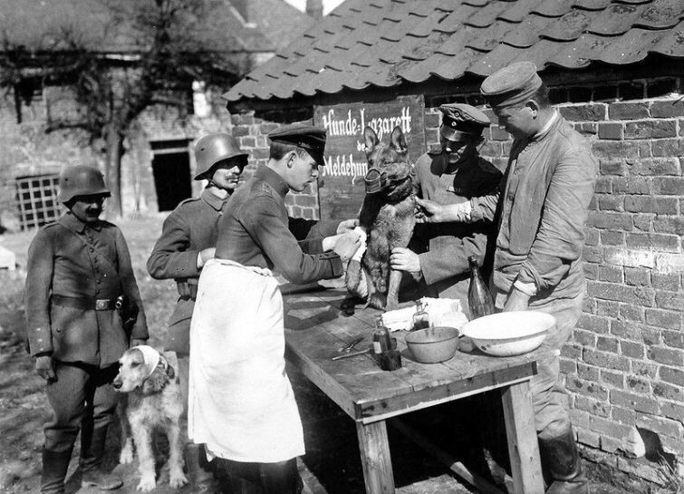 Немецкие солдаты оказывают помощь раненным собакам, 1918 год