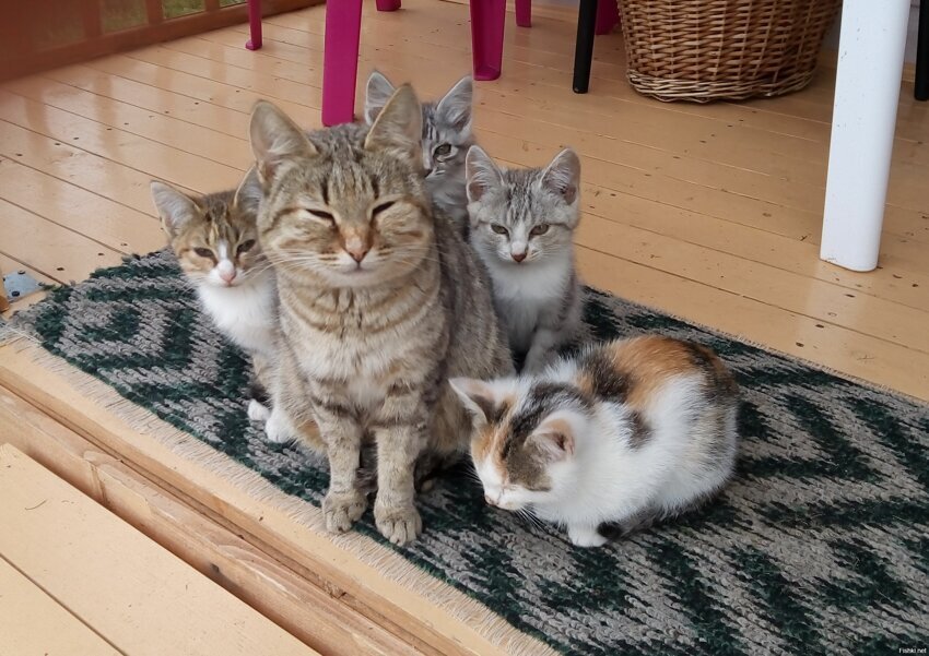 Мама-кошка со своими котятами