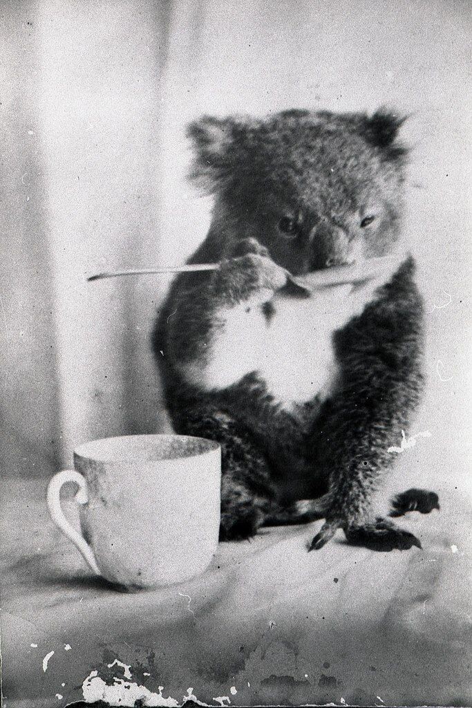 Питомец коала пьет из ложки, Австралия, ок. 1900 г. 