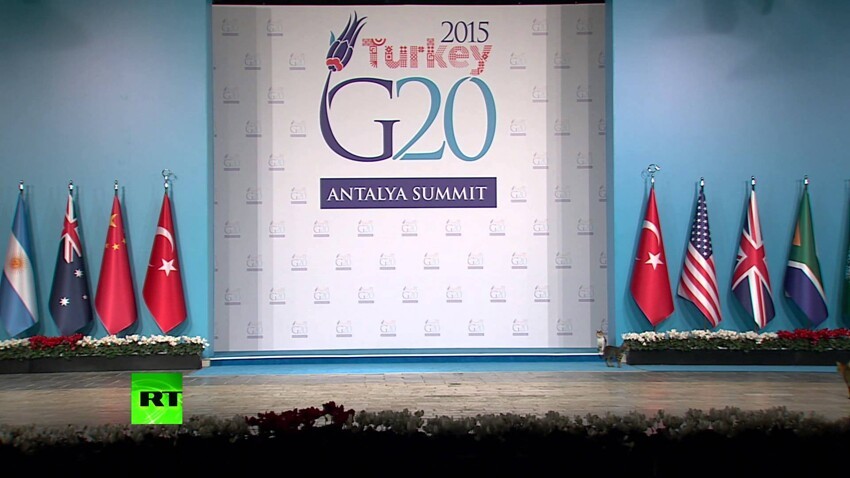 Турецкие коты прошли по следам мировых лидеров на саммите G20 