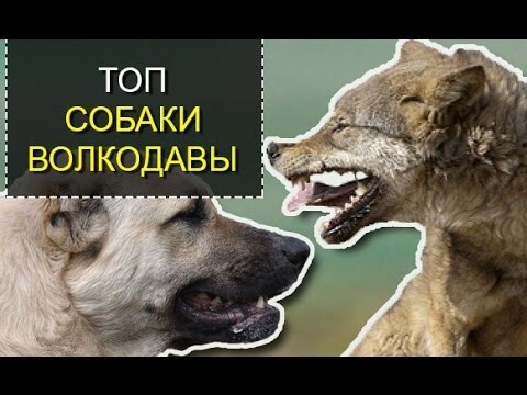ТОП 5 Волкодавы – самые мощные собаки в мире 