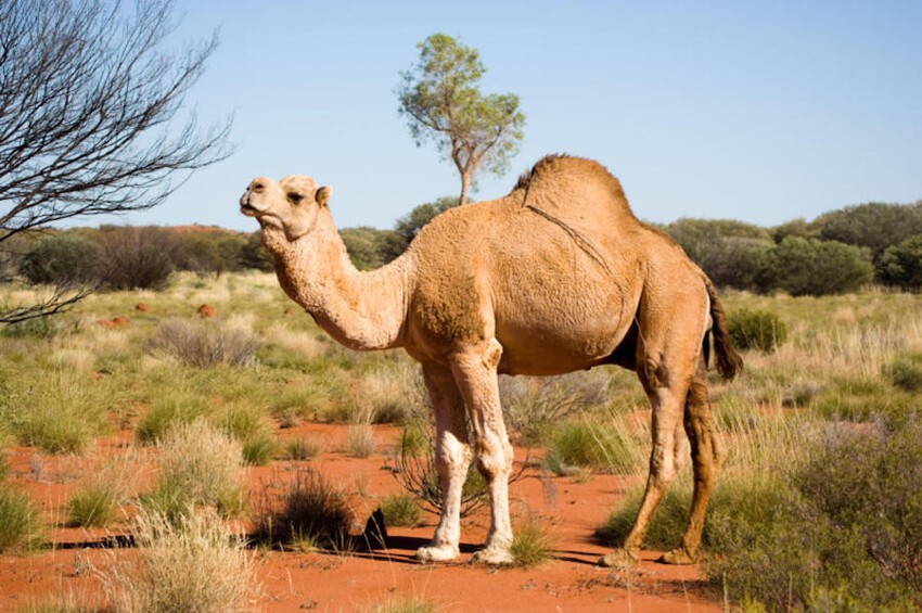 8. Саудовская Аравия импортирует верблюдов из Австралии.