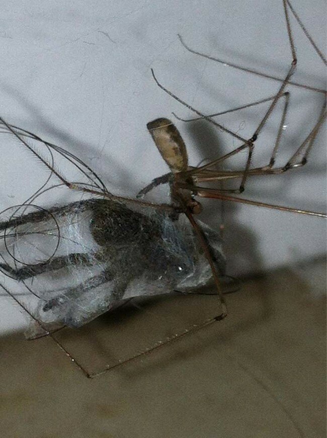 16 ужасающих снимков, которые заставят тебя бояться пауков еще больше