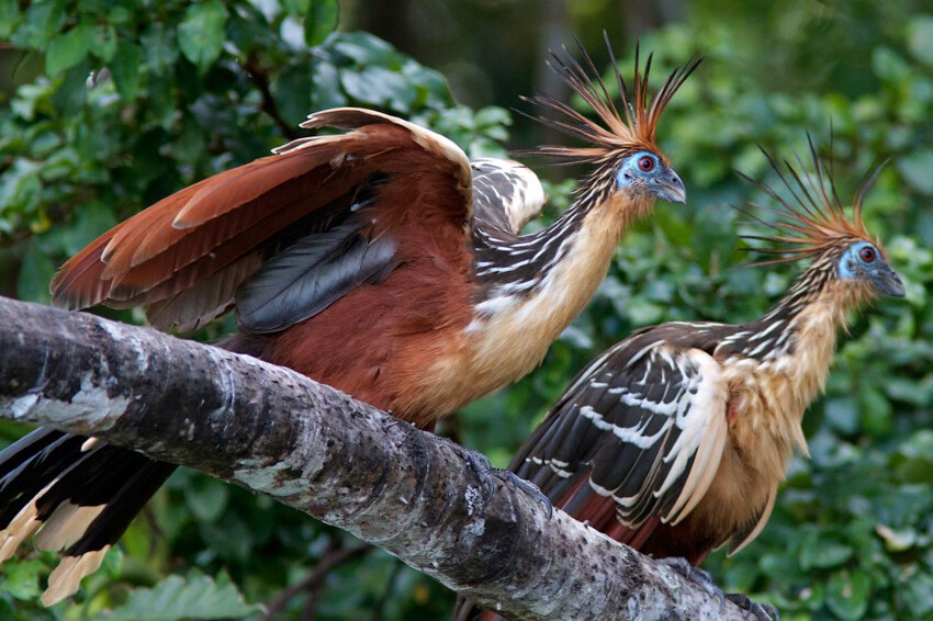 10 птиц с самыми необычными защитными механизмами