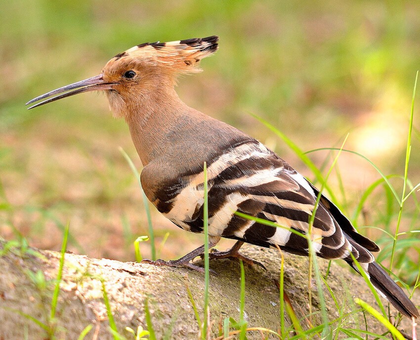 10 птиц с самыми необычными защитными механизмами