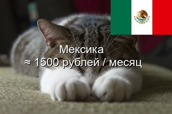 Во сколько обходится содержание кота в месяц в разных странах мира