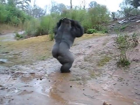 Самец гориллы моет голову как человек 