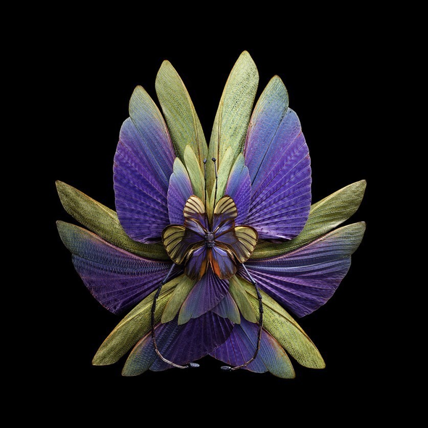 Цветы из крыльев бабочек Себа Жаньяка